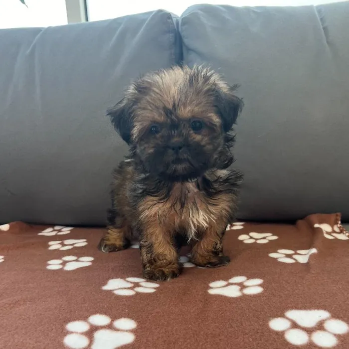 Female Shih Tzu puppy named Greta for sale at Waggles Charlotte.