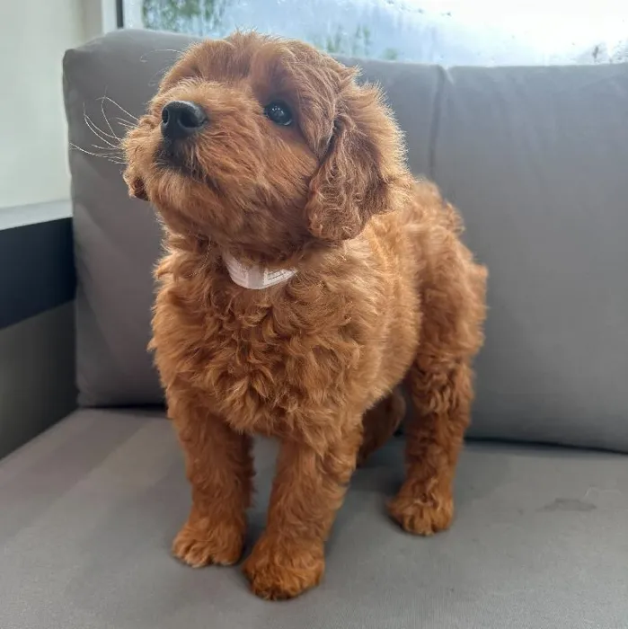 Female Mini Goldendoodle puppy named Ruth for sale at Waggles Charlotte.