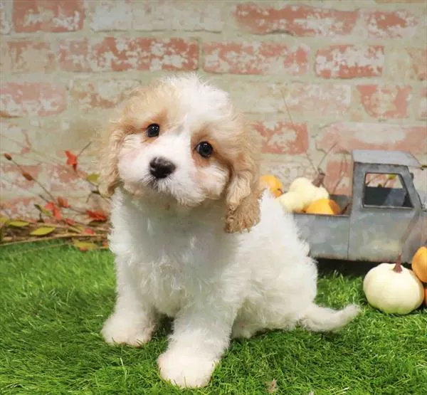 Male Cavachon puppy named Oliver for sale at Waggles Charlotte.