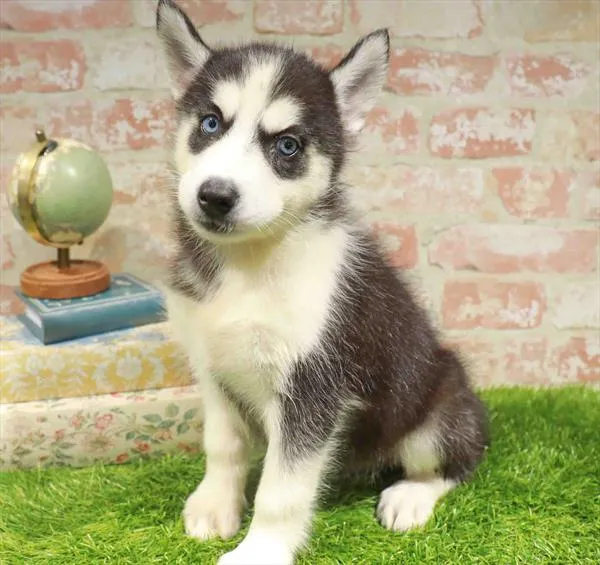 Male Siberian Husky puppy named Stark for sale at Waggles Raleigh.