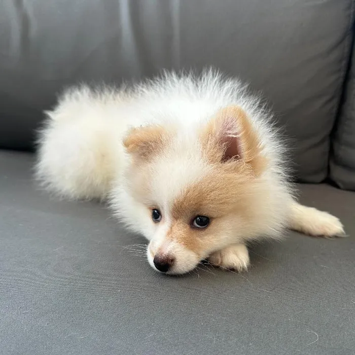 Female Pomeranian puppy named Francine for sale at Waggles Charlotte.