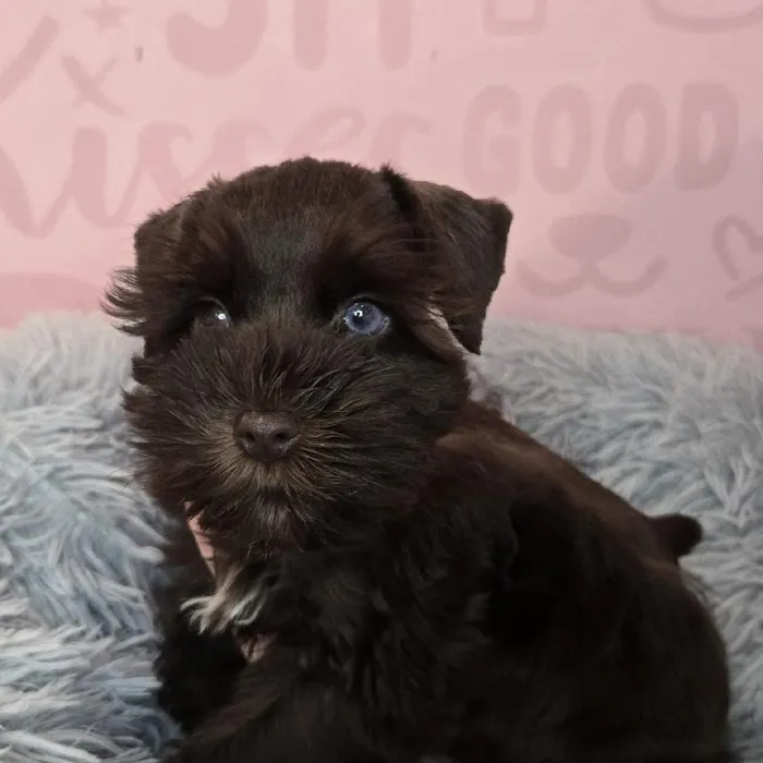 Female Mini Schnauzer puppy named Mabel for sale at Waggles Raleigh.