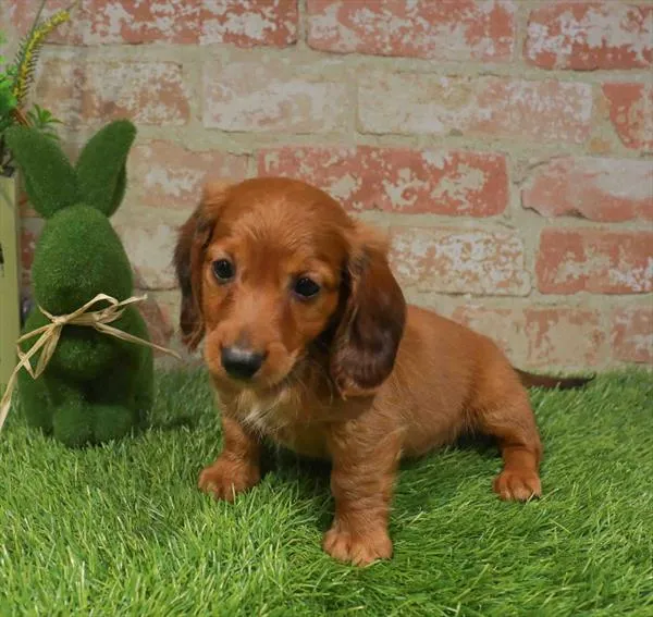 Male Dachshund puppy named Elliot for sale at Waggles Greensboro.