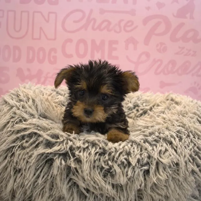 Female Yorkie puppy named Jane for sale at Waggles Greensboro.