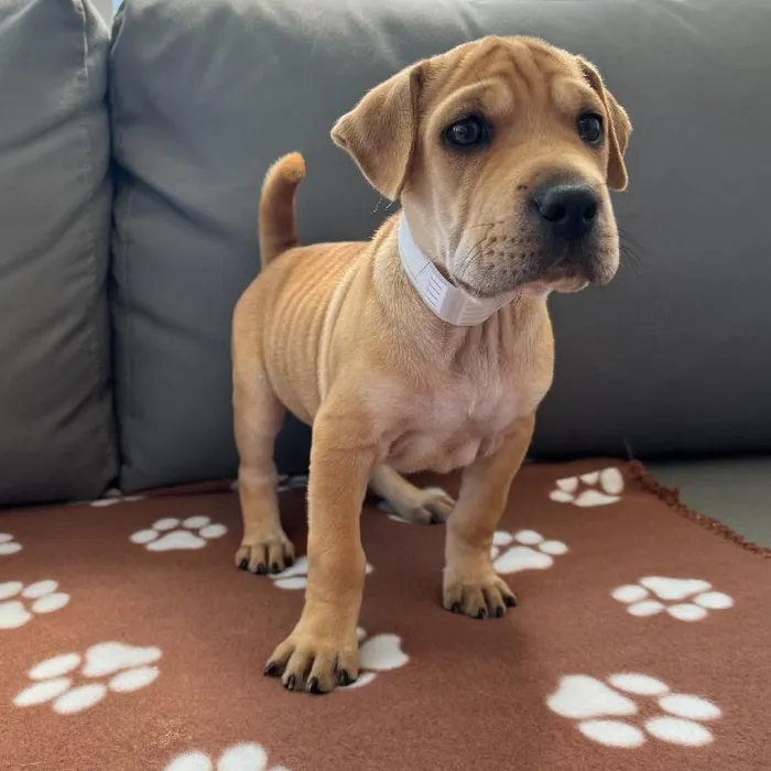 Female Mini Walrus puppy named Penny for sale at Waggles Charlotte.