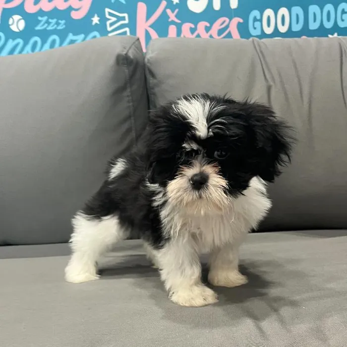 Female Teddy Bear puppy named Callie for sale at Waggles Charlotte.
