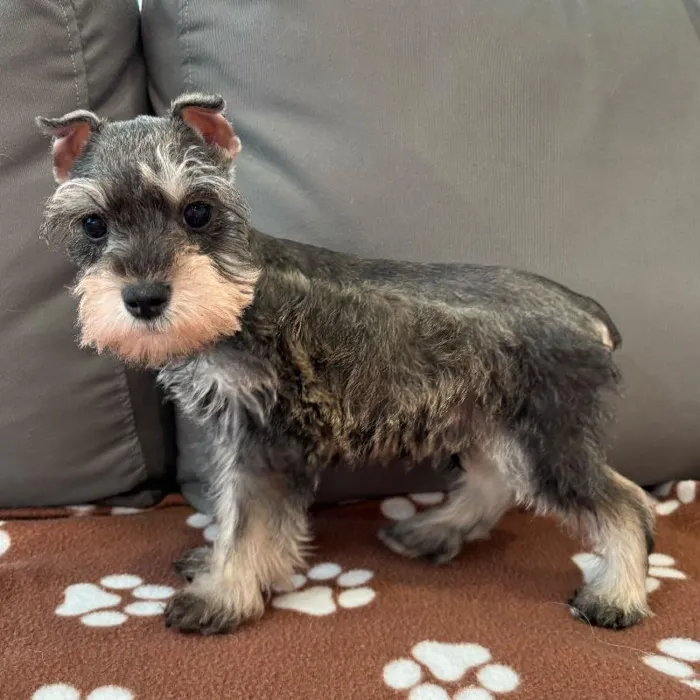 Male Mini Schnauzer puppy named Portland for sale at Waggles Charlotte.
