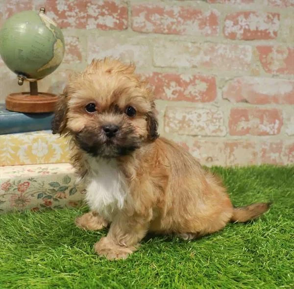 Male Shipoo puppy named Thomas for sale at Waggles Charlotte.