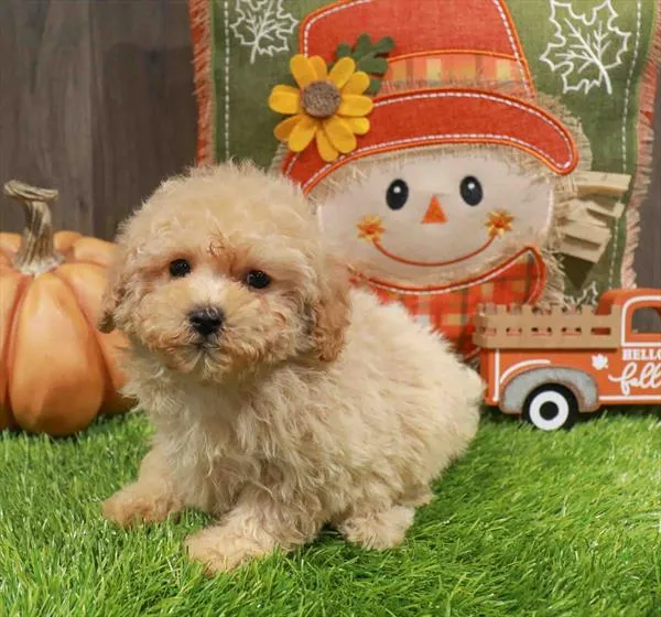 Female Poodle puppy named Mary for sale at Waggles Greensboro.