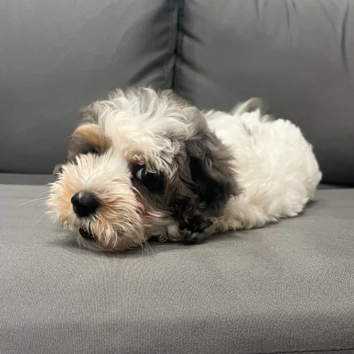 Male Schnoodle puppy named Mick for sale at Waggles Charlotte.