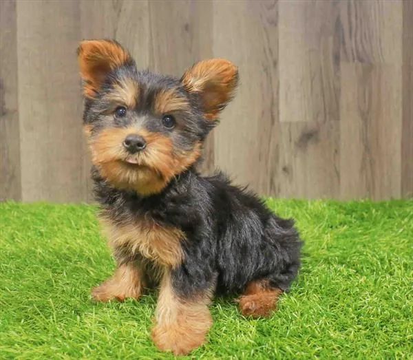 Male Yorkie puppy named Romeo for sale at Waggles Charlotte.
