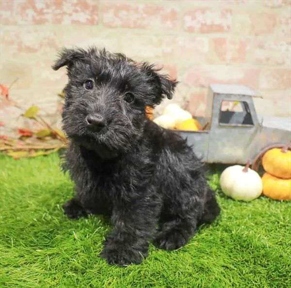 Male Scottish Terrier puppy named Finn for sale at Waggles Charlotte.