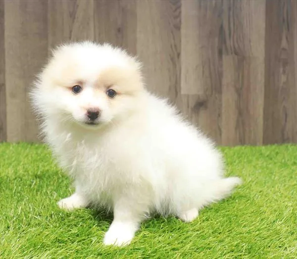 Female Pomeranian puppy named Francine for sale at Waggles Charlotte.
