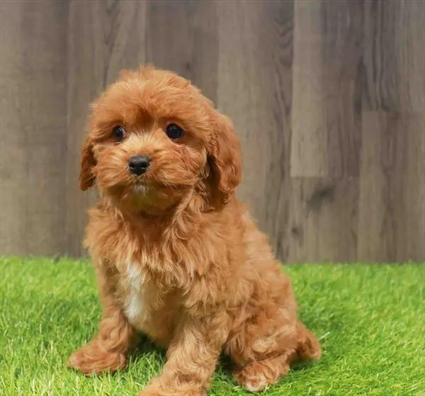 Female Cavapoo puppy named Billie for sale at Waggles Charlotte.