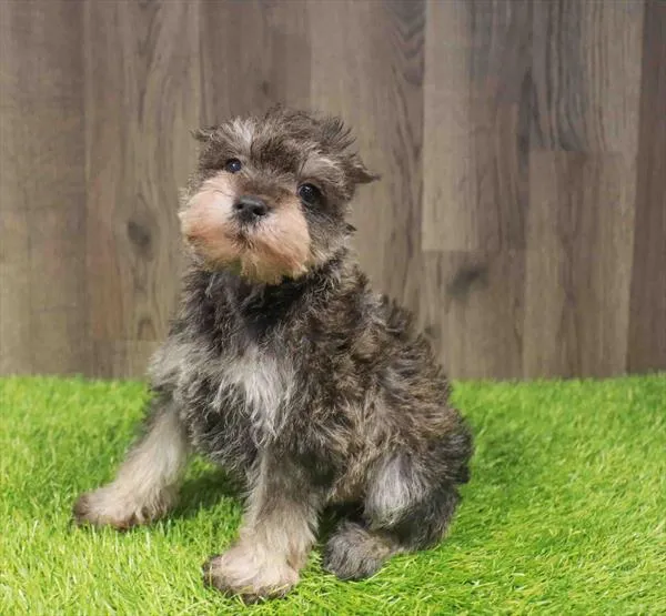 Male Mini Schnauzer puppy named Portland for sale at Waggles Charlotte.