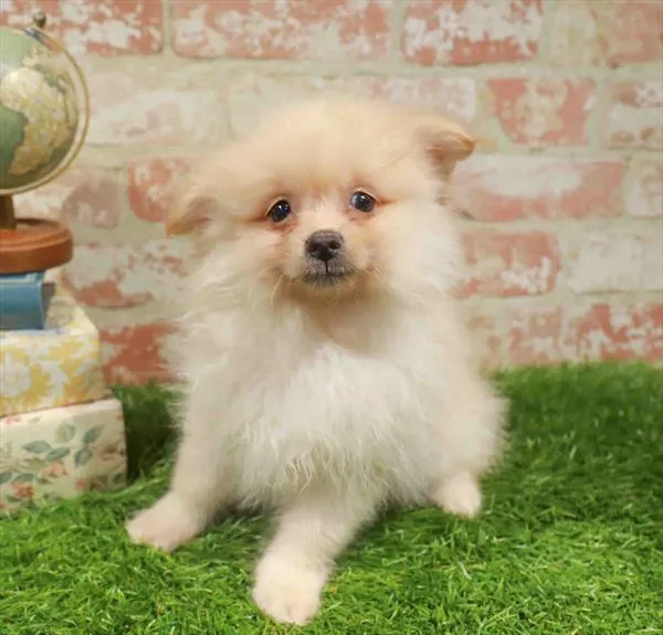 Male Pomeranian puppy named Prince for sale at Waggles Greensboro.