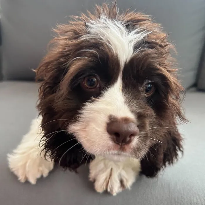 Female Cocker Spaniel puppy named Dolores for sale at Waggles Charlotte.