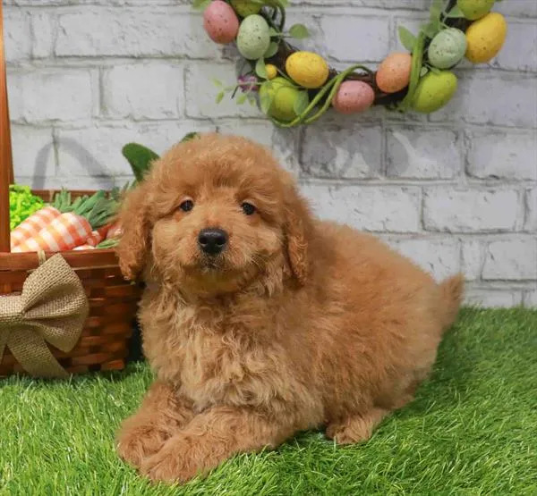 Male Mini Goldendoodle 2Nd Gen puppy named Bunny for sale at Waggles Charlotte.