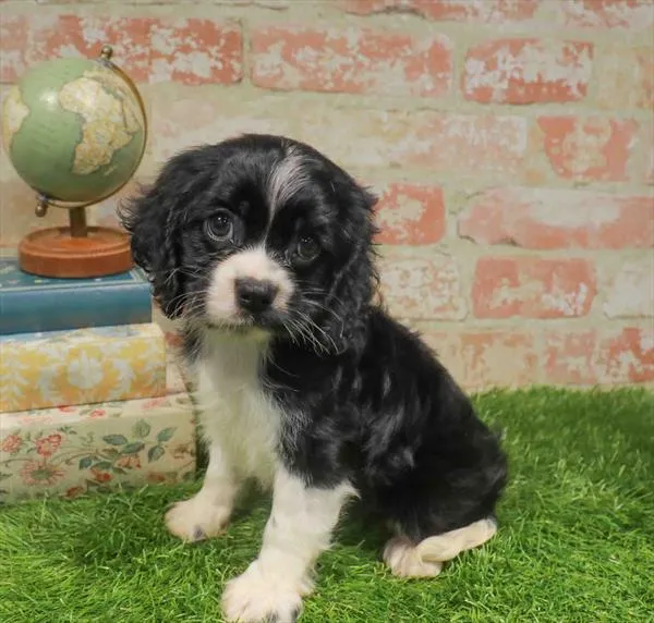 Female Cockalier puppy for sale at Waggles Greensboro.
