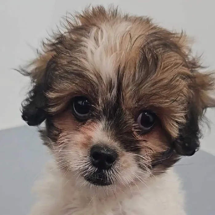 Male Peekapoo puppy named Georgie for sale at Waggles Charlotte.