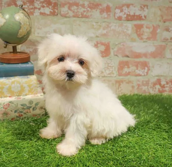 Male Maltese puppy for sale at Waggles Greensboro.