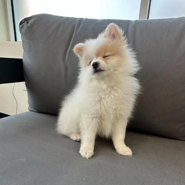 Female Pomeranian puppy named Francine for sale at Waggles Charlotte.