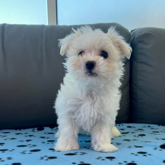 Male Maltese puppy named Pepe for sale at Waggles Charlotte.