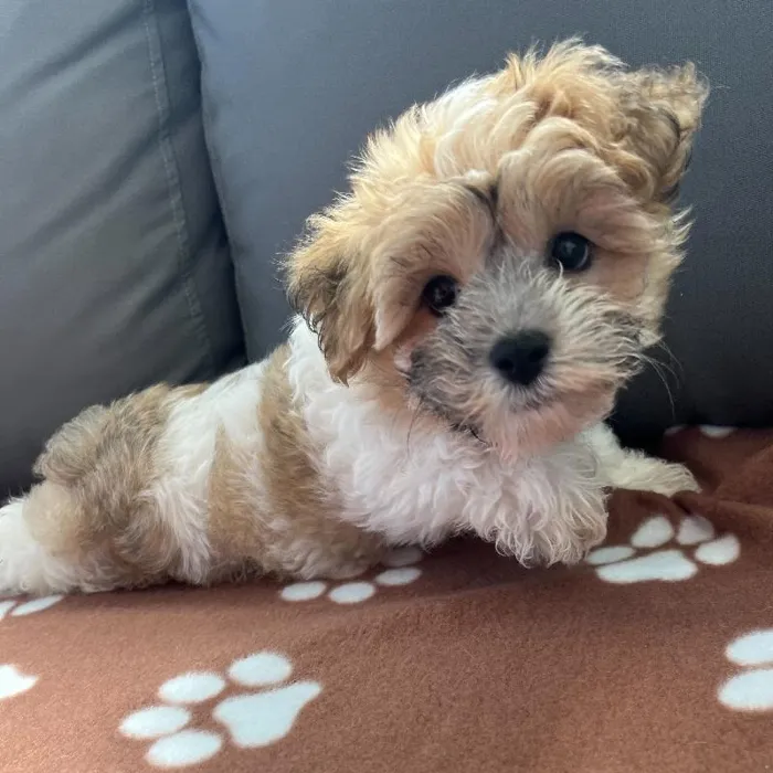 Male Yochon puppy named Asher for sale at Waggles Charlotte.
