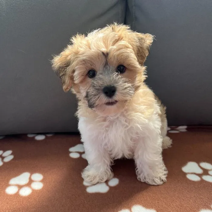Male Yochon puppy named Asher for sale at Waggles Charlotte.