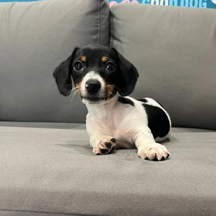 Female Dachshund puppy named Bowie for sale at Waggles Charlotte.