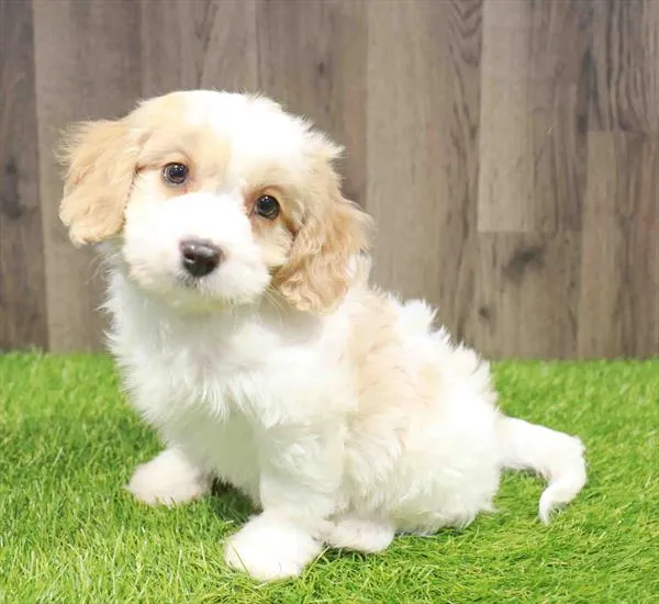 Male Cavachon puppy named Marcus for sale at Waggles Greensboro.