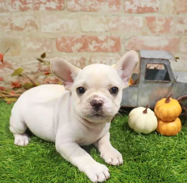 Male French Bulldog puppy named Harley for sale at Waggles Charlotte.