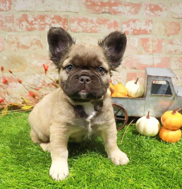 Male Fluffy French Bulldog puppy named Sawyer for sale at Waggles Charlotte.