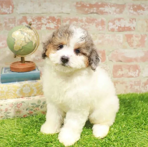 Female Mini Poodle puppy named Marilyn for sale at Waggles Charlotte.