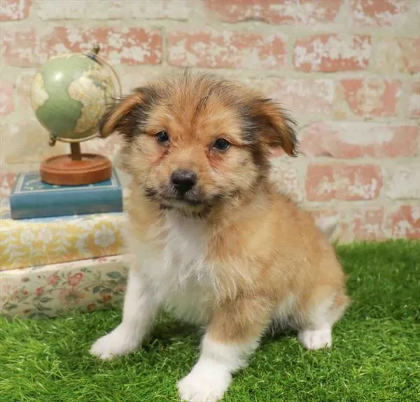 Male Havapom puppy named Cricket for sale at Waggles Greensboro.