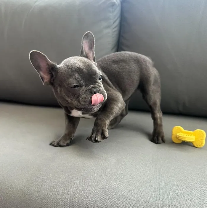 Female French Bulldog puppy named Carmen for sale at Waggles Charlotte.