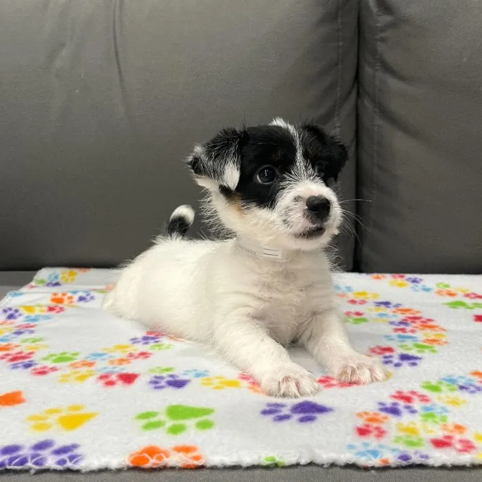 Male Jack Russell Terrier puppy named Nikola for sale at Waggles Charlotte.