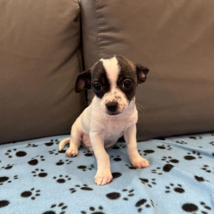 Male Chihuahua puppy named Ash for sale at Waggles Charlotte.