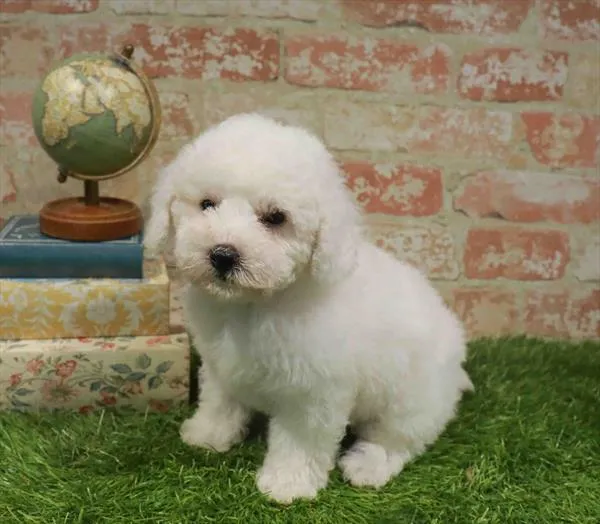 Female Mini Poodle puppy for sale at Waggles Greensboro.