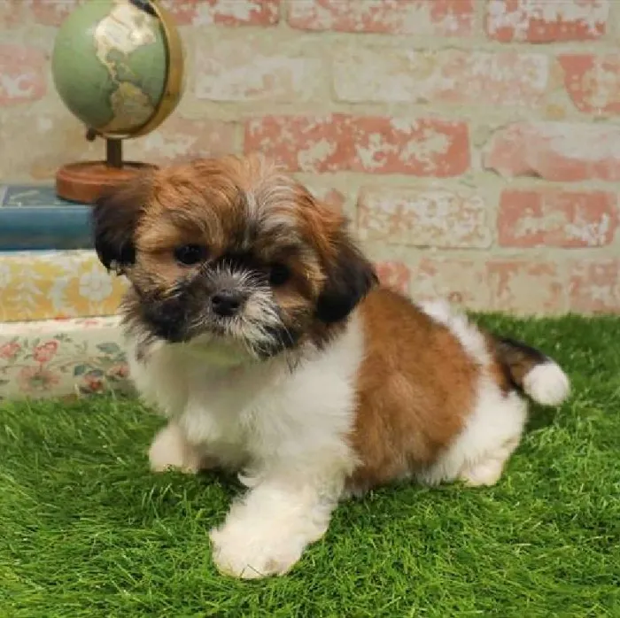 Female Shih Tzu puppy named Gwen for sale at Waggles Raleigh.