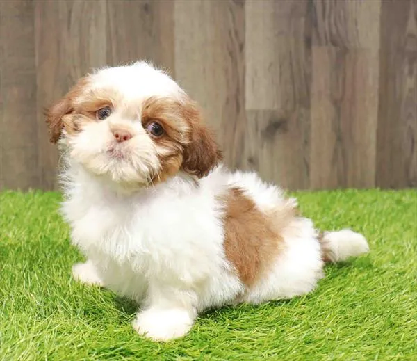 Female Shih Tzu puppy named Dawn for sale at Waggles Charlotte.
