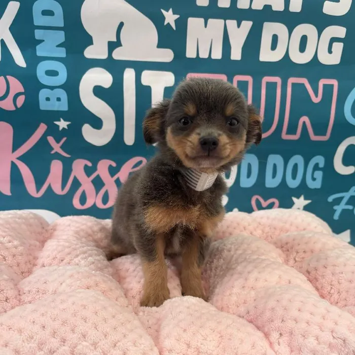 Male Chihuahua puppy named Chip for sale at Waggles Charlotte.