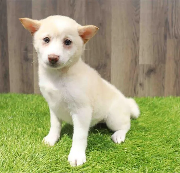 Female Shiba Inu puppy named Snow for sale at Waggles Greensboro.