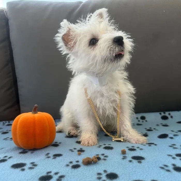 Female West Highland White Terrier puppy named Eliza for sale at Waggles Charlotte.