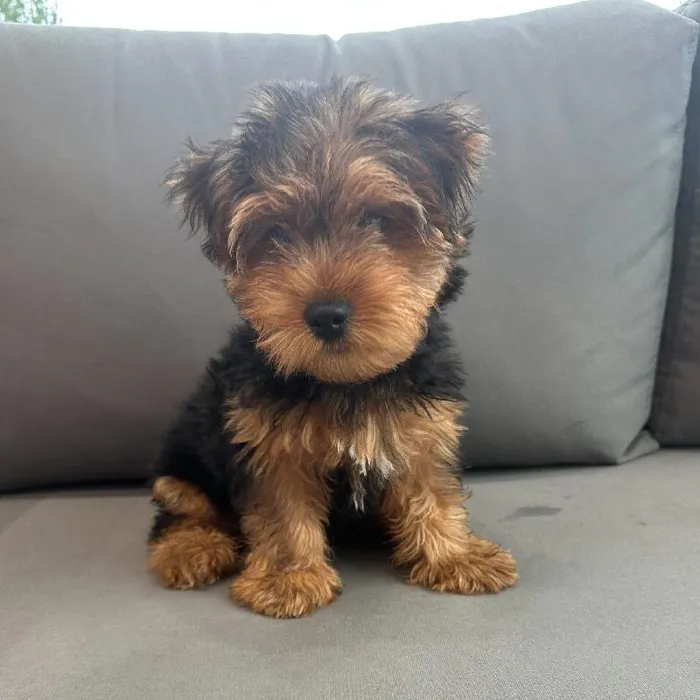 Male Yorkie puppy named Alfie for sale at Waggles Charlotte.