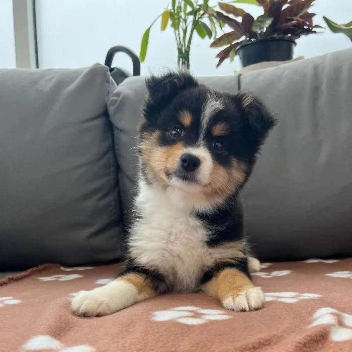 Female Mini Aussie puppy named Lassie for sale at Waggles Charlotte.
