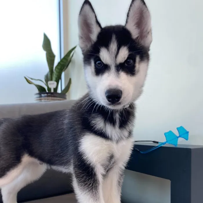 Male Siberian Husky puppy named Alejandro for sale at Waggles Charlotte.