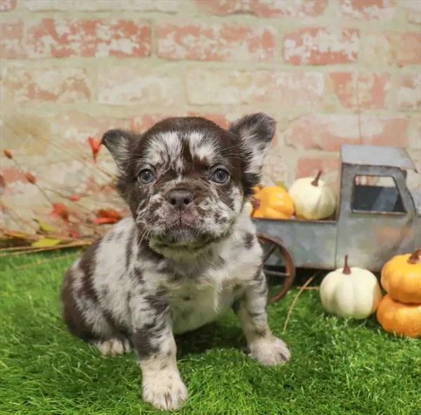 Female Fluffy French Bulldog puppy named Raelynn for sale at Waggles Charlotte.