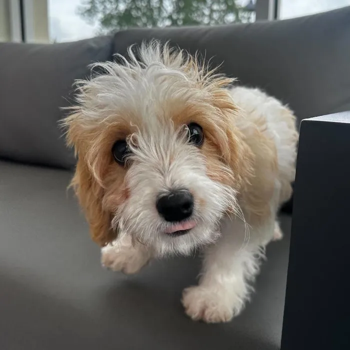 Male Cavachon puppy named Allen for sale at Waggles Charlotte.