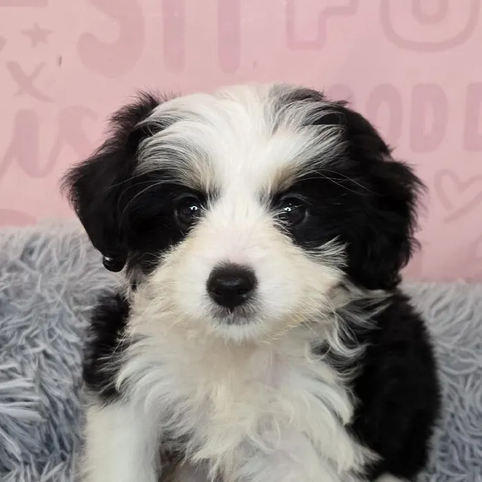 Male Mini Aussiedoodle puppy named Zephyr for sale at Waggles Raleigh.